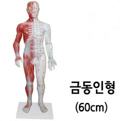 경혈인체모형(xc-518A)-60cm