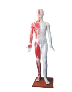 경혈인체모형(xc-501)-85cm
