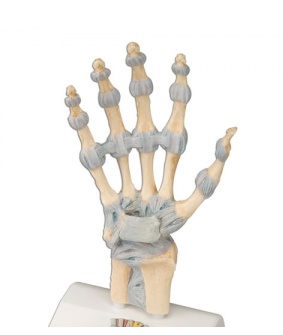 손 인대 관절모형(독일3B)