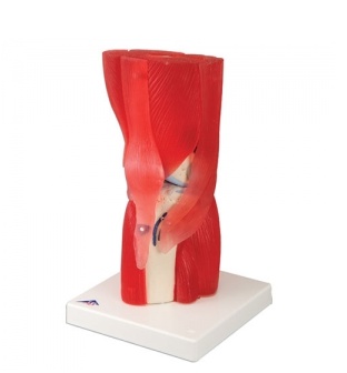 12분리 무릎관절근육모형